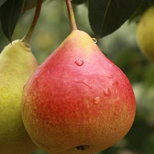 Poirier nain garden gem® - pot de 5.7l