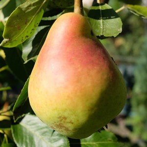 Poirier nain garden gem® - pot de 5.7l