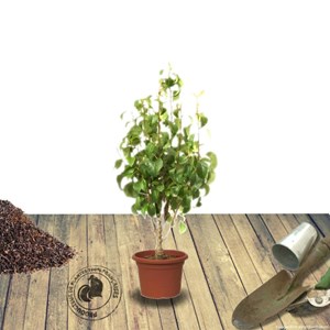 Poirier nain garden gem® - pot de 5.7l