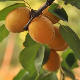 Abricotier hargrand - pot de 10l