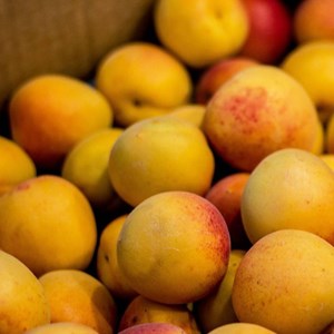 Abricotier hargrand - pot de 10l