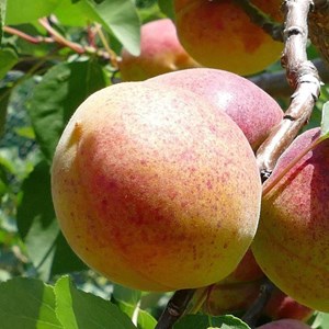 Abricotier hargrand - pot de 10l