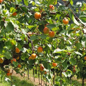 Abricotier précoce de saumur - pot de 10l