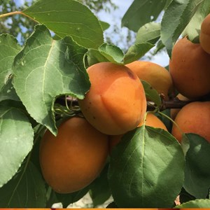 Abricotier précoce de saumur - pot de 10l