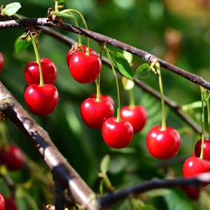 Cerisier bigarreau coeur de pigeon - pot de 10l