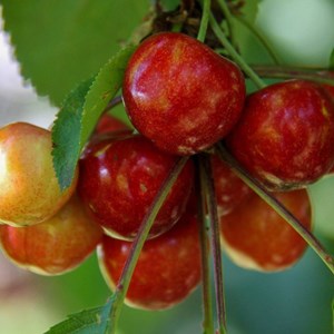 Cerisier bigarreau coeur de pigeon - pot de 10l