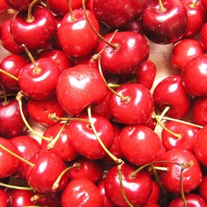 Cerisier bigarreau reverchon - pot de 10l