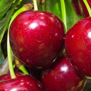 Cerisier bigarreau reverchon - pot de 10l