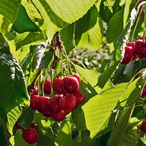 Cerisier bigarreau reverchon - pot de 10l