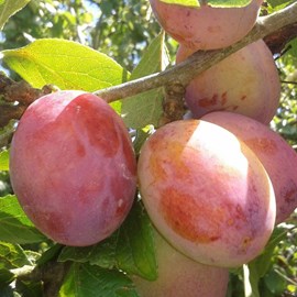 Prunier reine claude de chambourcy - pot de 10l