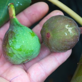 Figuier noir de bellone - pot de 7.5l