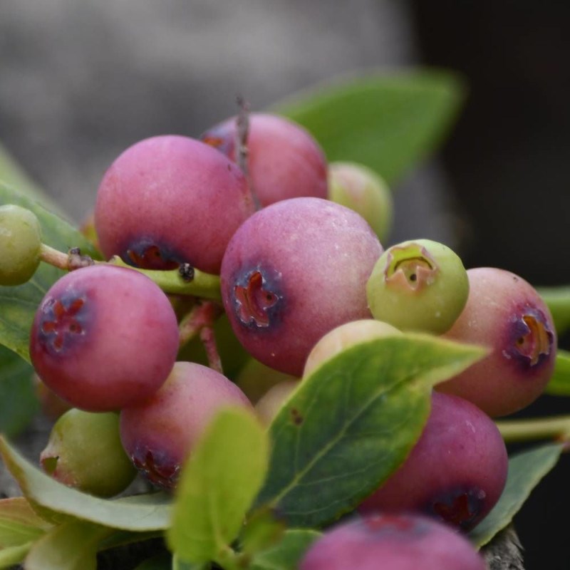 Plantes Avenue - Myrtille pink lemonade, myrtillier - pot de 5l