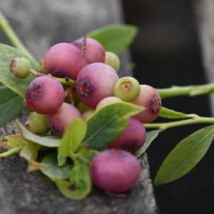 Myrtille pink lemonade - pot de 5l