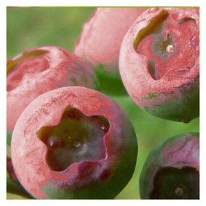 Myrtille pink lemonade - pot de 5l