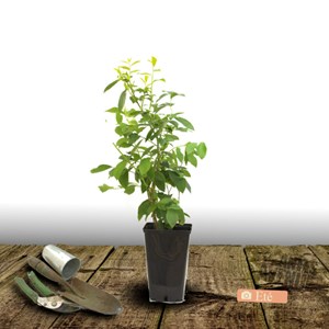 Myrtille pink lemonade - pot de 5l