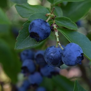 Myrtille legacy, myrtillier - pot de 0.5l