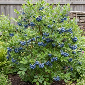 Myrtille legacy, myrtillier - pot de 0.5l