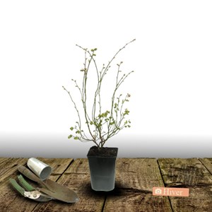 Myrtille legacy - pot de 3l