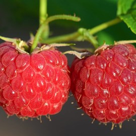 Framboisier autumn bliss - pot de 5l