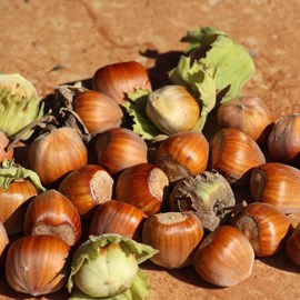 Noisetier webb's prize - pot de 5l