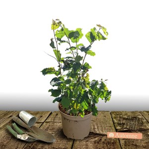 Noisetier webb's prize - pot de 5l