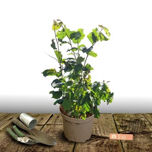 Noisetier webb's prize - pot de 5l