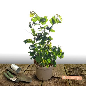 Noisetier webb's prize - pot de 5l