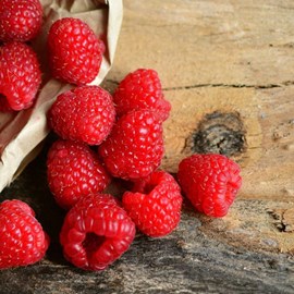 Framboisier rustica® 'yummi' - pot de 3l