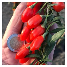 Baie de goji princess tao® 'fpw03' - pot de 3l