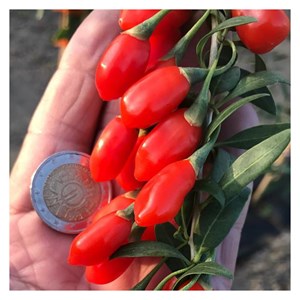 Baie de goji princess tao® 'fpw03' - pot de 3l