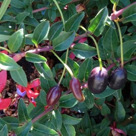 Godet - fuchsia comestible reitzii'