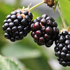 Mûre little black prince® - pot de 3l