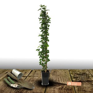 Mûre little black prince® - pot de 3l