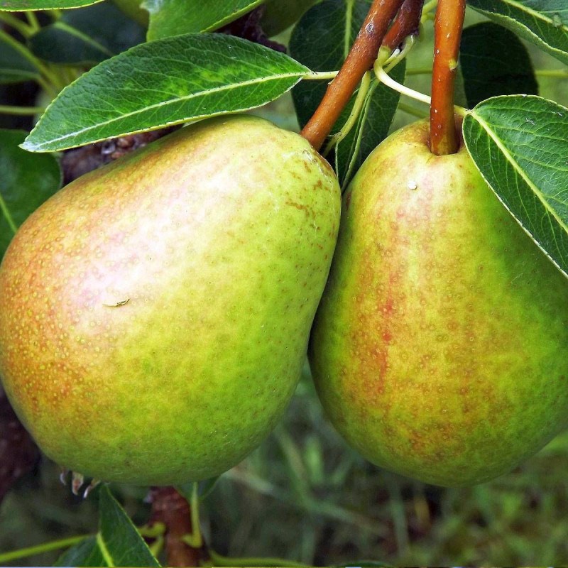 Poirier colonnaire obelus - pot de 6l