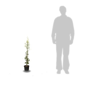 Poirier colonnaire 'obelus' - pot de 6l