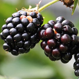 Mûre adrienne® - pot de 1.5l