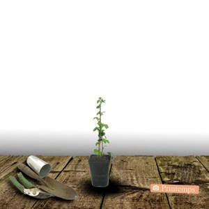 Mûre adrienne® - pot de 1.5l