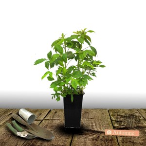 Framboisier autumn amber® 'emr 201201' - pot de 3l