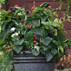 Mûre purple opal® - pot de 1.5l