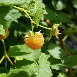 Framboisier goodasgold® - pot de 3l