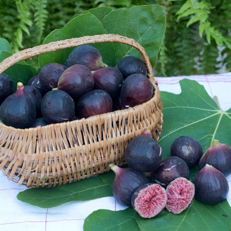 Plantes Avenue - Figuier nain figality®, ficus carica - pot de 3l