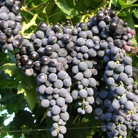 Vigne muscat bleu, vigne de table - pot de 3l