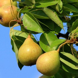 Poirier angelys - pot de 10l