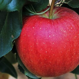 Pommier querina - pot de 10l