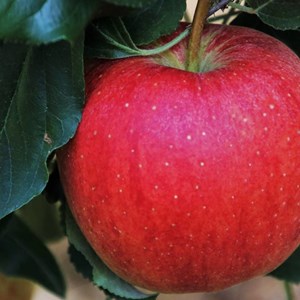 Pommier querina - pot de 10l