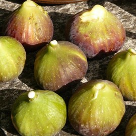 Figuier grise de saint jean, ficus carica - pot de 7.5l