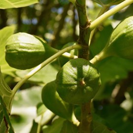 Figuier dalmatie - pot de 7.5l