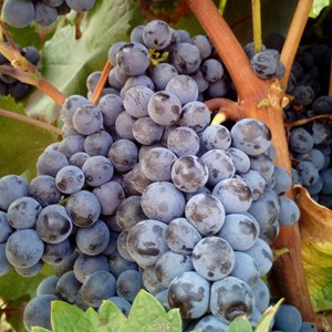 Vigne vinifera smeralda nera - pot de 3l