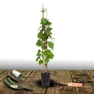 Vigne vinifera smeralda nera - pot de 3l