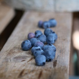 Myrtille ozarkblue, myrtillier - pot de 3l